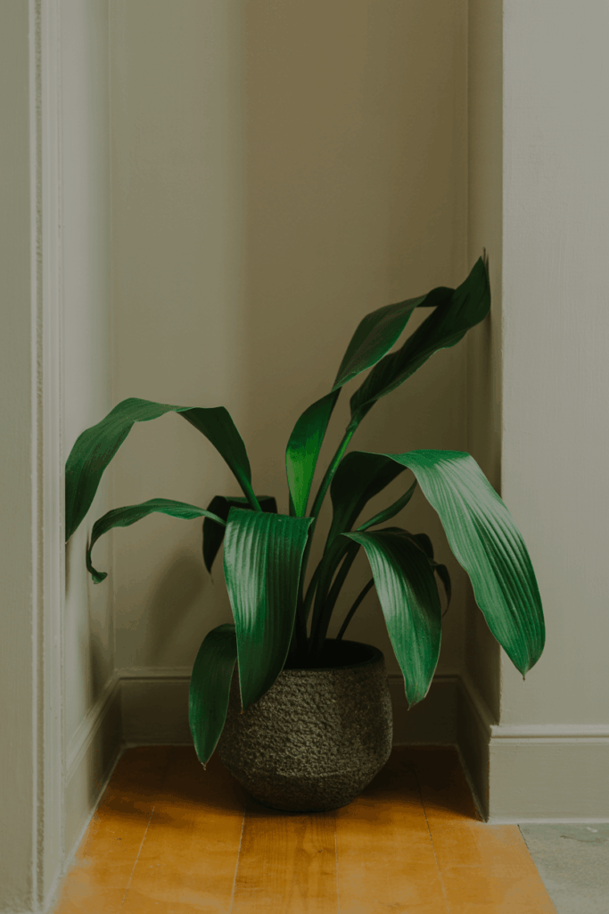 Cast iron plant aspidistra with broad green leaves in stoneware pot pet safe low light houseplant