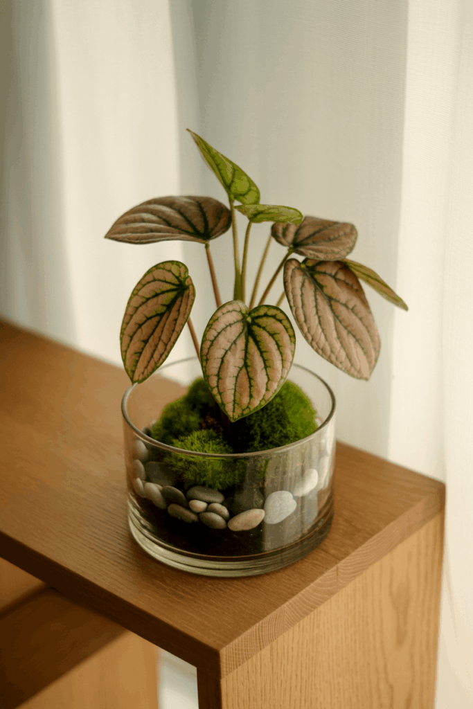 Friendship plant Pilea involucrata in a small glass terrarium with moss