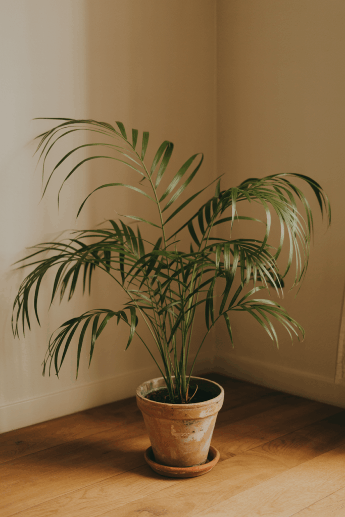 Parlor palm in a terracotta pot in a low-light corner of a living room