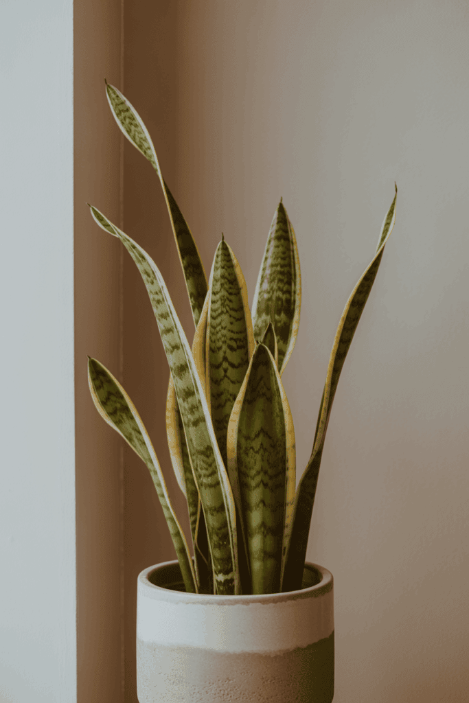 Snake plant in modern ceramic pot on side table indoor low light tolerant