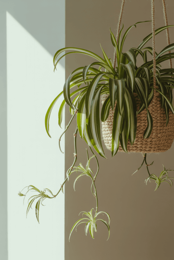 Spider plant in a hanging woven planter with trailing baby plantlets near a sunny window