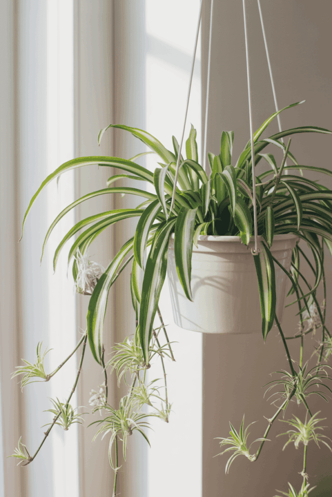 Spider plant with baby plantlets hanging from mother plant in white pot