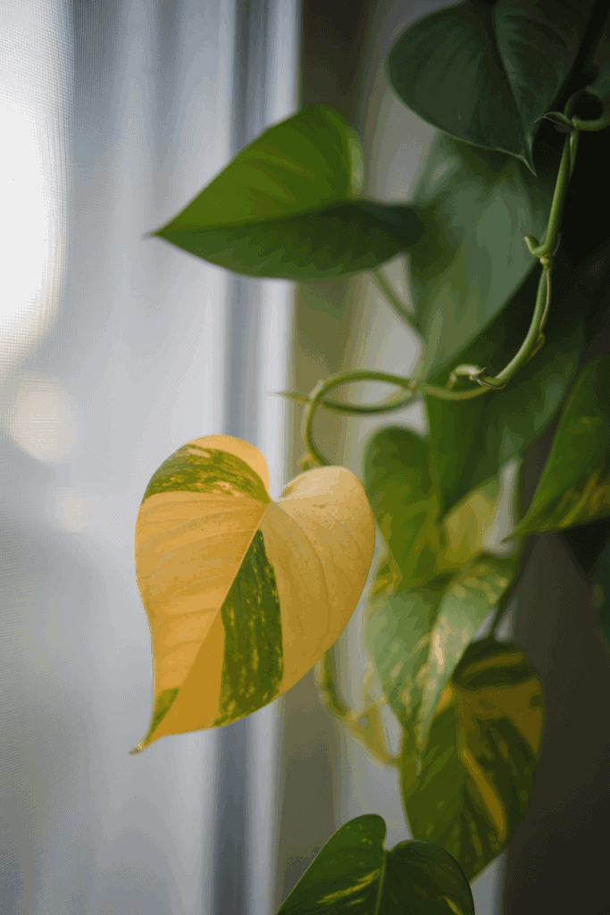 Yellowing pothos leaf showing signs of overwatering on indoor houseplant