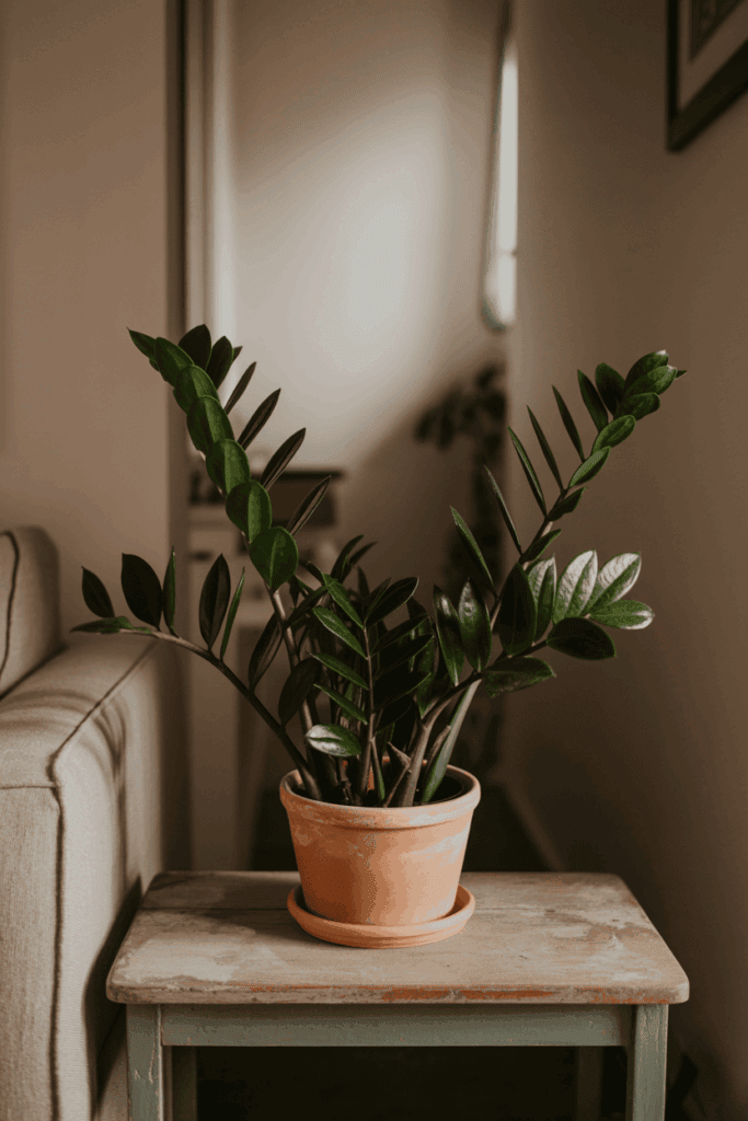 ZZ plant on wooden side table in low light apartment corner