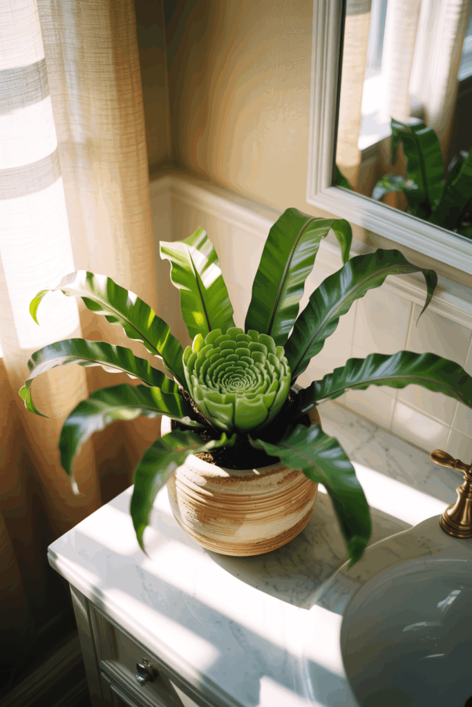 Bird's nest fern with glossy wavy green fronds in stoneware pot on bathroom vanity