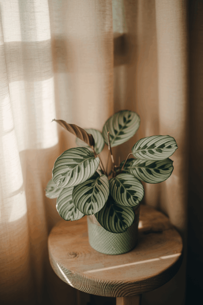 Calathea with patterned dark green leaves and pale pink undersides on a wooden side table