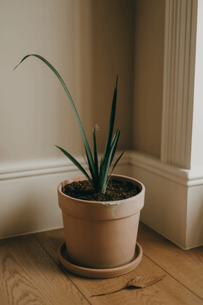 Cast iron plant with long dark green strap-like leaves in a large terracotta pot in a dim corner