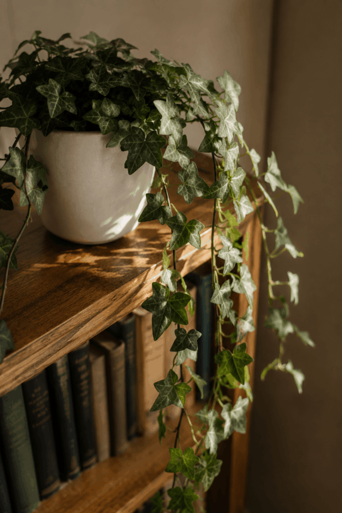 English ivy cascading from white ceramic pot on wooden bookshelf with five-lobed dark green leaves