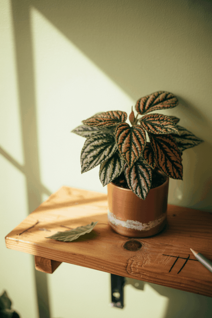 Friendship plant with textured bronze and silver veined leaves in a small clay pot on a wooden shelf