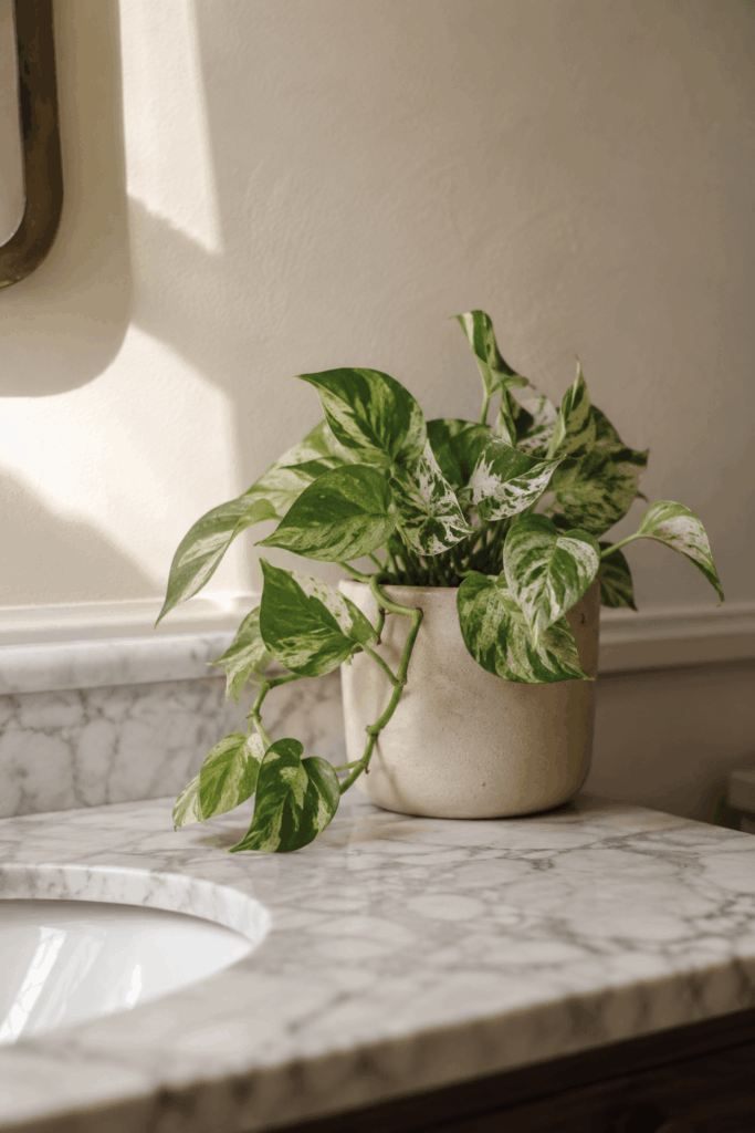 Marble Queen pothos with white variegated leaves on vanity in dim bathroom