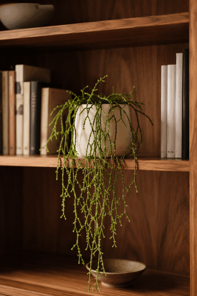 Mistletoe cactus rhipsalis trailing pencil-thin green stems from dim interior shelf of bookcase