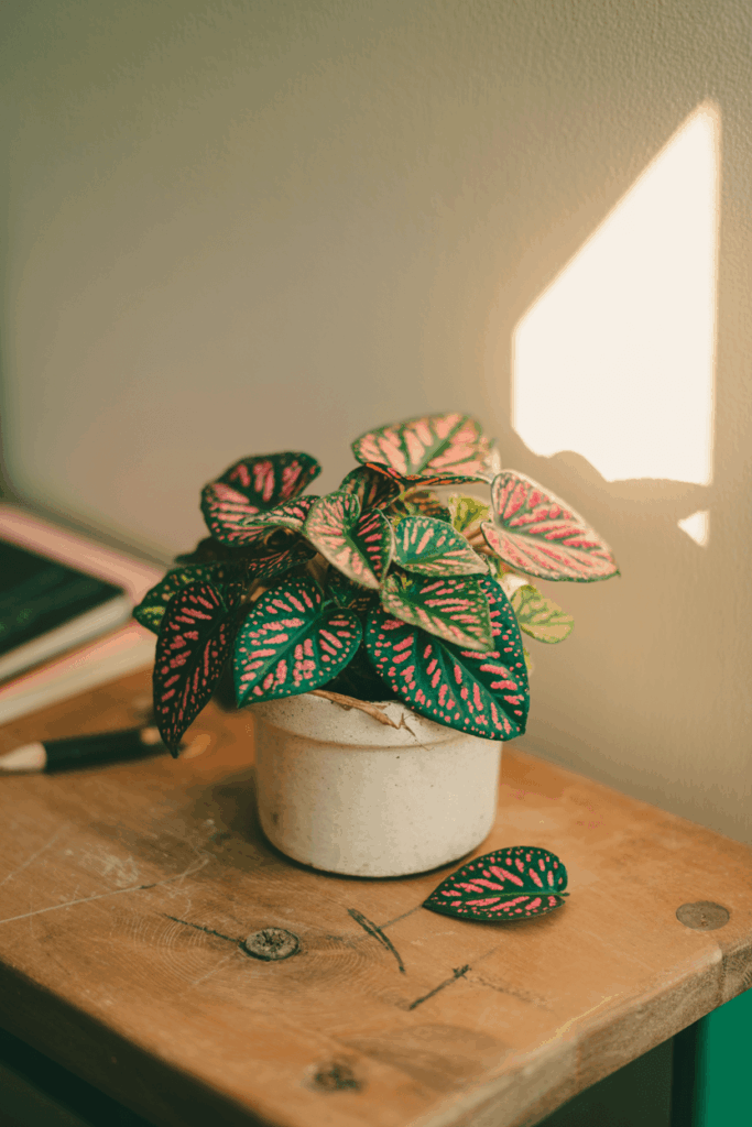 Polka dot plant with bright pink splashed leaves over green in a small white pot on a desk