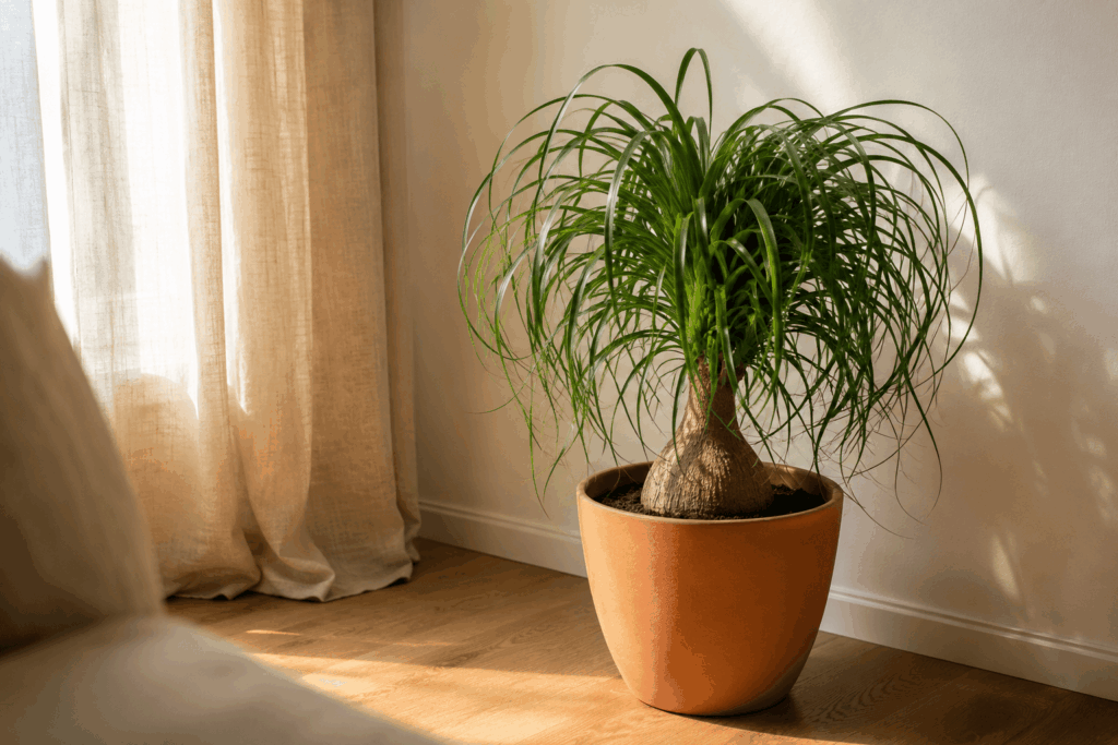 Ponytail palm with swollen bulbous base and cascading curly green leaves in a refined matte terracotta pot