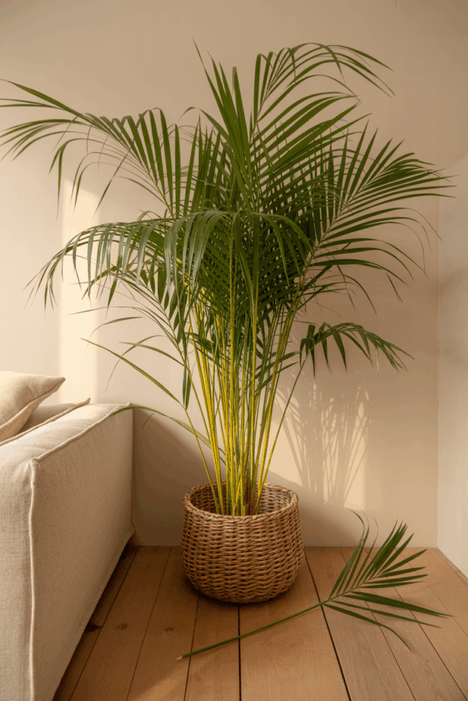 Tall areca palm in a woven basket beside a linen sofa in a bright living room corner