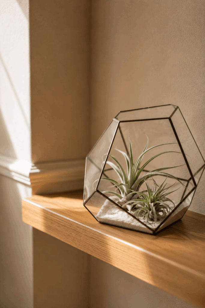 Tillandsia air plants in glass terrarium on bathroom shelf in soft natural light