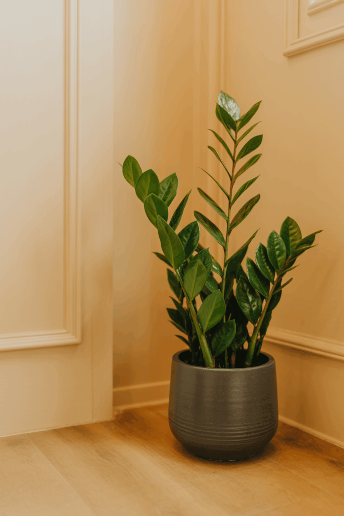 ZZ plant with glossy dark green leaves thriving in dim bathroom corner